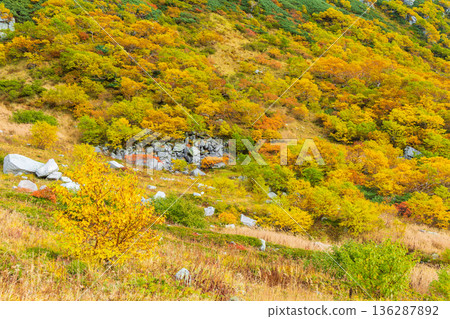 Autumn in the Central Alps: Autumn leaves at Senjojiki Cirque 136287892