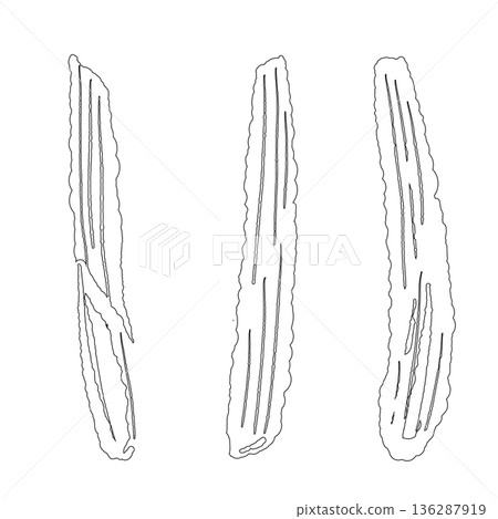 Line drawing illustration of thick stems and bases of lemongrass used in cooking Line drawing illustration of thick stems and bases of lemongrass used in cooking 136287919