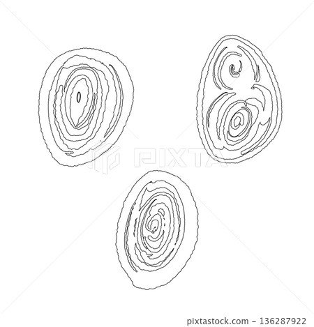 Line drawing of a cross section of a lemongrass stem showing its layers Line drawing of a cross section of a lemongrass stem showing its layers 136287922