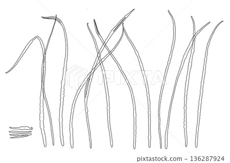 檸檬草在自然棲息地生長的線條畫插圖 檸檬草在自然棲息地生長的線條畫插圖 136287924