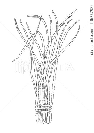 一幅線條畫，描繪的是一束束的檸檬草，就像市場上賣的那種。 136287925