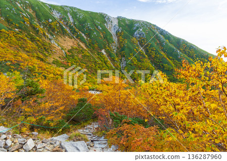 中阿爾卑斯山的秋天：千丈嶋冰鬥的秋葉 136287960