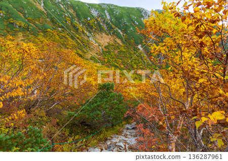 中阿爾卑斯山的秋天：千丈嶋冰鬥的秋葉 136287961