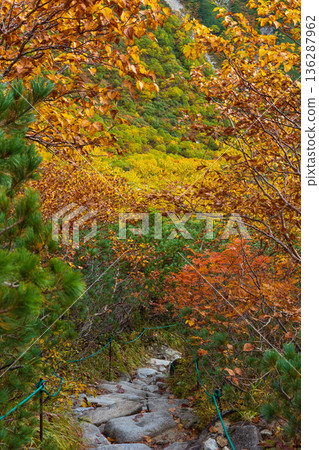 中阿爾卑斯山的秋天：千丈嶋冰鬥的秋葉 136287962