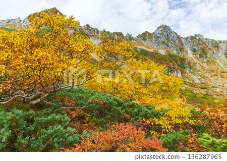 中阿爾卑斯山的秋天：千丈嶋冰鬥的秋葉 136287965