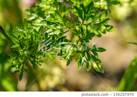 初夏的綠色植物－花園裡的歐芹 136287970