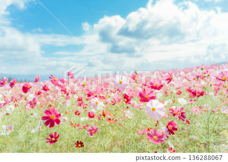 發光在秋天天空的波斯菊波斯菊 136288067