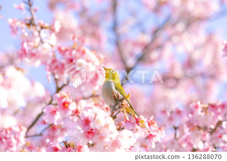 The chestnut smoky cherry blossom nectar The chestnut smoky cherry blossom nectar 136288070