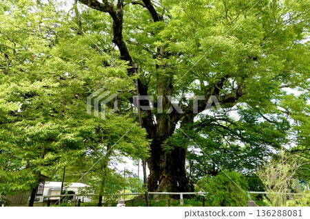 這是野間町那棵巨大的櫸樹，在倉鴞撫育幼鳥離開後，樹下的景象。大阪府豐野郡 136288081