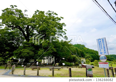A view of the large Zelkova tree in Noma after the barn owls have finished raising their young and left. Toyono District, Osaka Prefecture 136288082