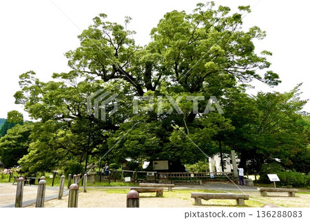 A view of the large Zelkova tree in Noma after the barn owls have finished raising their young and left. Toyono District, Osaka Prefecture 136288083