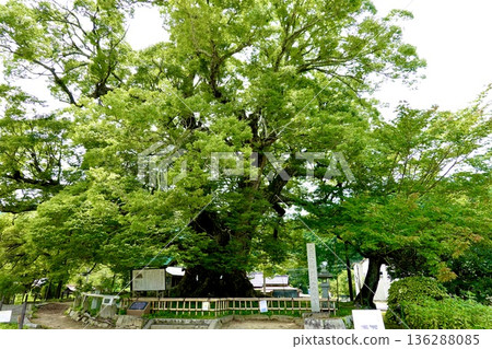 A view of the large Zelkova tree in Noma after the barn owls have finished raising their young and left. Toyono District, Osaka Prefecture 136288085