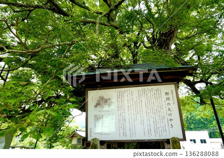 這是野間町那棵巨大的櫸樹,在倉鴞撫育幼鳥離開後,樹下的景象。大阪府豐野郡 這是野間町那棵巨大的櫸樹,在倉鴞撫育幼鳥離開後,樹下的景象。大阪府豐野郡 136288088