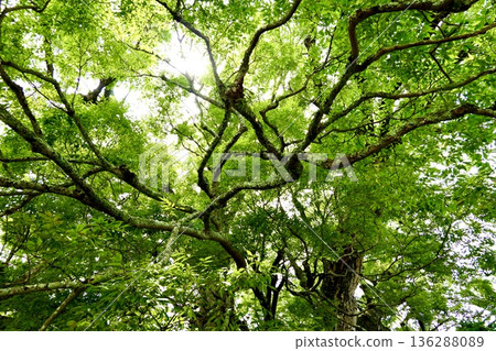 這是野間町那棵巨大的櫸樹，在倉鴞撫育幼鳥離開後，樹下的景象。大阪府豐野郡 136288089