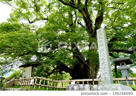 這是野間町那棵巨大的櫸樹，在倉鴞撫育幼鳥離開後，樹下的景象。大阪府豐野郡 136288090