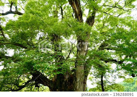 這是野間町那棵巨大的櫸樹，在倉鴞撫育幼鳥離開後，樹下的景象。大阪府豐野郡 136288091