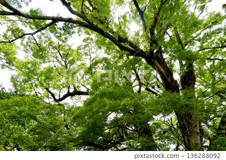 A view of the large Zelkova tree in Noma after the barn owls have finished raising their young and left. Toyono District, Osaka Prefecture A view of the large Zelkova tree in Noma after the barn owls have finished raising their young and left. Toyono District, Osaka Prefecture 136288092