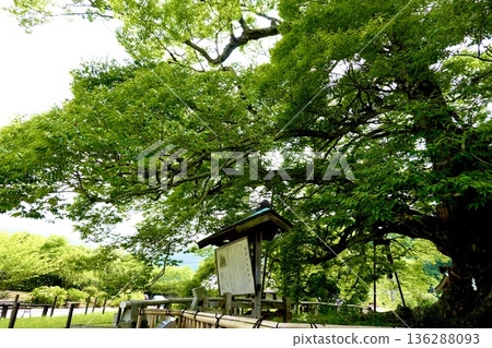 A view of the large Zelkova tree in Noma after the barn owls have finished raising their young and left. Toyono District, Osaka Prefecture A view of the large Zelkova tree in Noma after the barn owls have finished raising their young and left. Toyono District, Osaka Prefecture 136288093