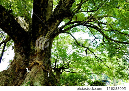 A view of the large Zelkova tree in Noma after the barn owls have finished raising their young and left. Toyono District, Osaka Prefecture A view of the large Zelkova tree in Noma after the barn owls have finished raising their young and left. Toyono District, Osaka Prefecture 136288095