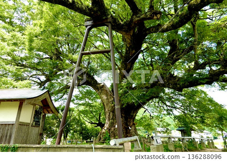 A view of the large Zelkova tree in Noma after the barn owls have finished raising their young and left. Toyono District, Osaka Prefecture A view of the large Zelkova tree in Noma after the barn owls have finished raising their young and left. Toyono District, Osaka Prefecture 136288096