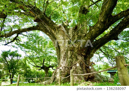 A view of the large Zelkova tree in Noma after the barn owls have finished raising their young and left. Toyono District, Osaka Prefecture A view of the large Zelkova tree in Noma after the barn owls have finished raising their young and left. Toyono District, Osaka Prefecture 136288097