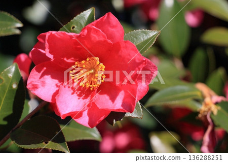 大山茶花山茶花 大山茶花山茶花 136288251