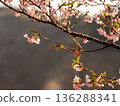 Cherry blossoms that herald spring 136288341