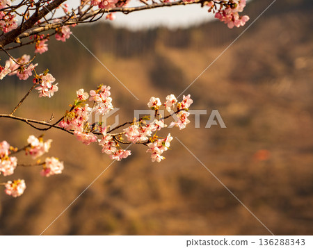 Cherry blossoms that herald spring 136288343