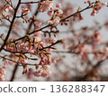 Cherry blossoms that herald spring 136288347