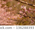Cherry blossoms that herald spring 136288393