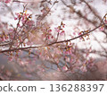 Cherry blossoms that herald spring 136288397