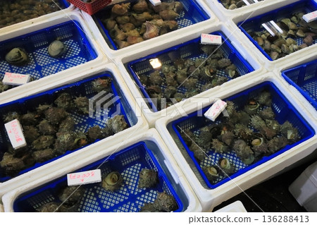 魚缸裡賣的渦螺 136288413