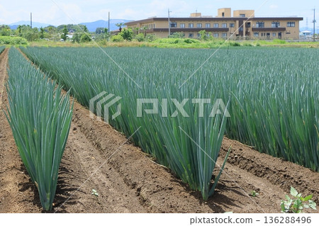 Green onion field green onion ridge of green onion field blue green onion winter vegetables Green onion field green onion ridge of green onion field blue green onion winter vegetables 136288496
