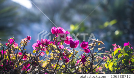 Bright vibrant garden. Sundrenched magenta flowers decorate scenic hedge. Warm backlit bougainvillea creates lively tropical pathway scenery 136288712