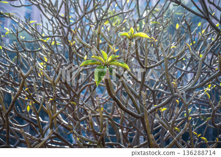 Fresh sprout from tangled branches. Single rejuvenated green leaf emerging through dense intertwined branches symbolizing renewal and hope Fresh sprout from tangled branches. Single rejuvenated green leaf emerging through dense intertwined branches symbolizing renewal and hope 136288714