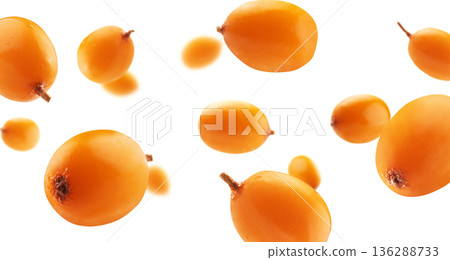 Fresh Sea buckthorn berries Gently Floating in the Air Both Delicious and Nutritious for Everyone 136288733