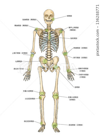 從正面看到的骨骼和關節名稱 從正面看到的骨骼和關節名稱 136288771
