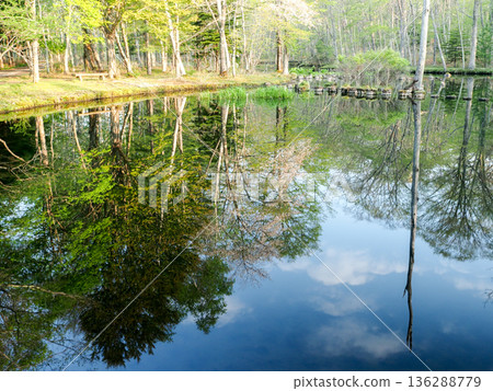 Trees and blue sky reflected on the surface of the pond 136288779