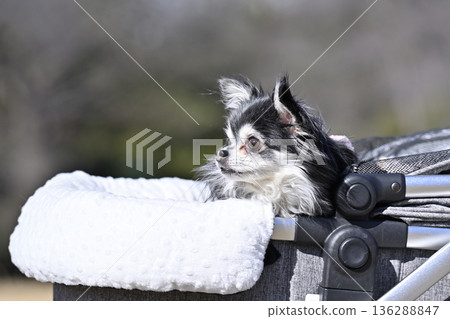 Long-coated Chihuahua walking in a stylish pet cart Long-coated Chihuahua walking in a stylish pet cart 136288847