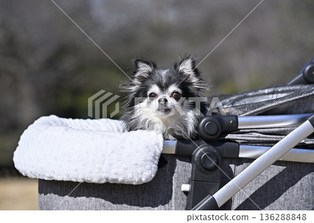 一隻長毛吉娃娃坐在時尚的寵物推車裡散步 136288848