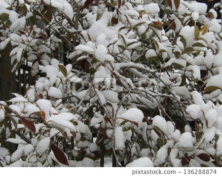 加巴樹的樹枝上覆蓋著積雪，看起來好像隨時都會斷裂。 136288874