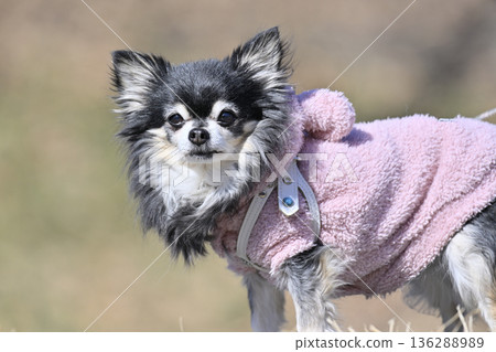 Walking with my beloved dog, senior dog, long-coated Chihuahua 136288989