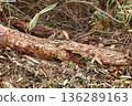 Brown fallen leaves on the soil 136289163