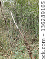 Broken tree 136289165