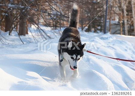 Husky running in the snow 136289261