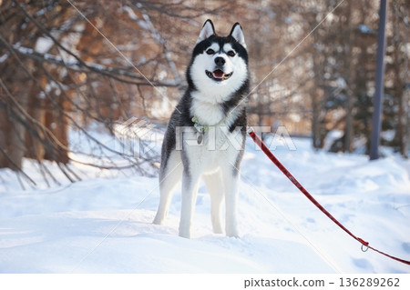 Husky playing in the snow Husky playing in the snow 136289262
