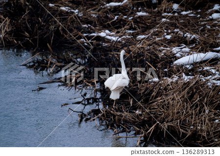 White Egret on the Yasuragi Bank of the Shinano River. Flight and landing. Continuous shooting (9/10) White Egret on the Yasuragi Bank of the Shinano River. Flight and landing. Continuous shooting (9/10) 136289313