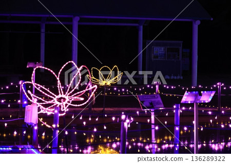 Illumination of ancient lotus village in Gyoda City, Saitama Prefecture 136289322