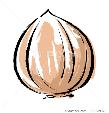 手繪洋蔥插圖，筆觸細緻。 136289326