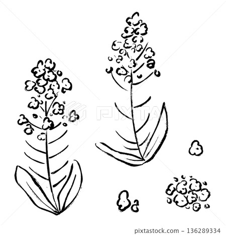 手繪油菜花插圖，筆觸細緻。 136289334